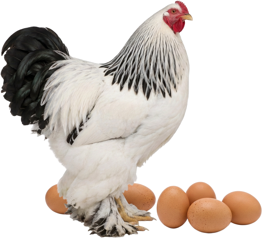 Galo Brahma e ovos férteis — imagem ilustrativa