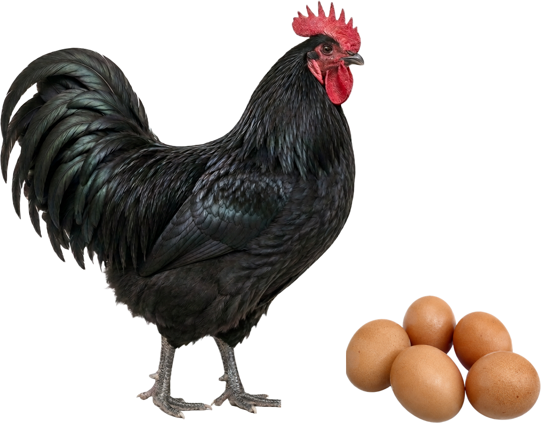 Galo Australorp e ovos férteis — imagem ilustrativa